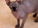 Sphynx Black solid - Sphynx Cat For Sale - 