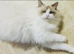 Chewys May litter Kats Ravishing Ragdolls - Ragdoll Kitten For Sale - 
