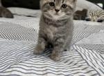 Scottish straight boy - Scottish Straight Kitten For Sale - 