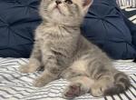 Scottish straight marble biy - Scottish Straight Kitten For Sale - 