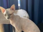 sphynx female cat for sale - Sphynx Kitten For Sale - 