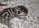 Brown charcoal - Bengal Kitten For Sale - 