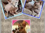 Shane &  Roxsy - Sphynx Cat For Sale - FL&comma; US