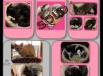 Munchkin Cats - Munchkin Cat For Sale - FL&comma; US