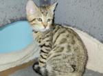 Purple Girl - Bengal Kitten For Adoption - W Lafayette&comma; OH&comma; US