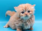 Cutie the munchkin - Munchkin Kitten For Sale - Iva&comma; SC&comma; US