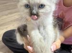 Yodas kittens - Siamese Kitten For Sale - Hampden&comma; MA&comma; US