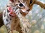 The Wild Moon Litter BABY 3 - Savannah Kitten For Sale - 
