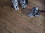 Scottish babies - Scottish Fold Kitten For Sale - Philadelphia&comma; PA&comma; US