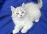 Pure breed Maine Coon - Maine Coon Kitten For Adoption - 
