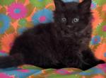 Blakky - Ragdoll Kitten For Adoption - Auburn&comma; WA&comma; US