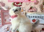 Strawberry - Ragdoll Kitten For Sale - 