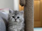 Hope - Siberian Kitten For Sale - Prospect Heights&comma; IL&comma; US