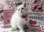 Cherry - Ragdoll Kitten For Sale - 