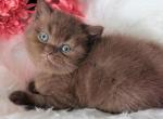Emma - British Shorthair Kitten For Sale - Pembroke Pines&comma; FL&comma; US
