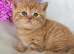 Enzo - British Shorthair Kitten For Sale - Pembroke Pines&comma; FL&comma; US
