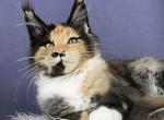 Bayba - Maine Coon Kitten For Sale - Hollywood&comma; FL&comma; US