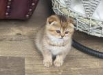 Leo - Scottish Fold Kitten For Sale - Naperville&comma; IL&comma; US