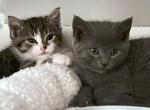 Luna Twyla and Stevie - Russian Blue Kitten For Adoption - 