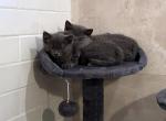Poppy and Ruby - Russian Blue Kitten For Sale - 