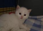 Exotic Balinese Beauty's Flam point - Balinese Kitten For Sale - Dallas&comma; TX&comma; US