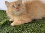 Red female short leg Persian kitten - Minuet Kitten For Sale - St&period; Joseph&comma; MI&comma; US