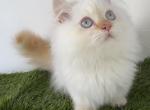 Flame point munchkin kitten - Munchkin Kitten For Sale - St&period; Joseph&comma; MI&comma; US