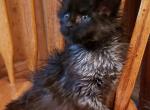 Sam - Maine Coon Kitten For Sale - Howell&comma; MI&comma; US