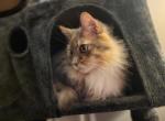Tinkerbell - Domestic Cat For Adoption - Akron&comma; OH&comma; US