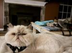 Ava - Persian Cat For Sale - Vass&comma; NC&comma; US