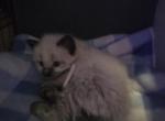 Light pink cutie - Balinese Kitten For Sale - Dallas&comma; TX&comma; US