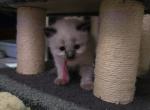 Dark pink girl - Balinese Kitten For Sale - Dallas&comma; TX&comma; US