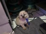 Dark blue - Balinese Kitten For Sale - Dallas&comma; TX&comma; US