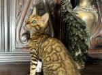 Leopold - Bengal Kitten For Sale - Barberton&comma; OH&comma; US