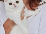 Lady Selah Dutchess - Exotic Cat For Sale/Service - 
