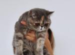 Mercedes Dutchess - Exotic Cat For Sale/Service - 