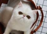 melissa Dutchess - Exotic Cat For Sale - Bellevue&comma; WA&comma; US