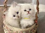 Ilyana and Ivy Grace - Siberian Kitten For Sale - 