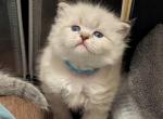 Irving - Siberian Kitten For Sale - 