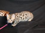 Valentina - Bengal Kitten For Sale - 