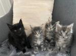 Gorgeous litter - Maine Coon Kitten For Sale - ATL&comma; GA&comma; US