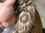 Mimi - Bengal Kitten For Sale - Plano&comma; TX&comma; US