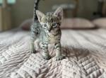 Cloud F5 SBT Female - Savannah Kitten For Sale - 