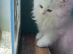 White Persian Kittens - Persian Kitten For Sale - ATL&comma; GA&comma; US