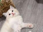 Milo - Ragdoll Kitten For Sale - 