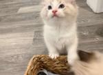 Toby - Ragdoll Kitten For Sale - Pittsburgh&comma; PA&comma; US