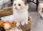 Mochi - Ragdoll Kitten For Sale - Pittsburgh&comma; PA&comma; US