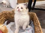 Pearl - Ragdoll Kitten For Sale - 