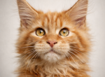 Huge Maine Coon Male Champion Lines - Maine Coon Kitten For Sale - 