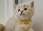 Scottish straight male - Scottish Straight Kitten For Sale - Brooklyn&comma; NY&comma; US
